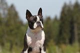 BOSTON TERRIER 272